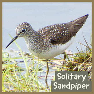 Solitary Sandpiper